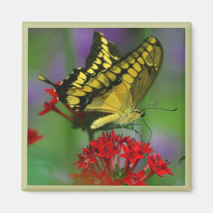 Gelber und schwarzer Schmetterling Magnet