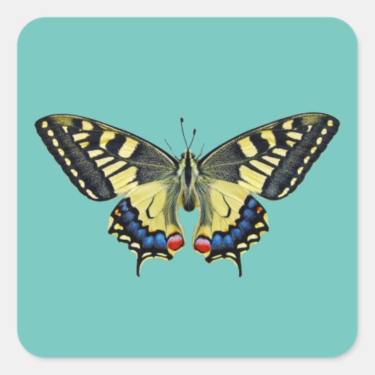 Gelber und schwarzer Schmetterling Quadratischer Aufkleber (Vorderseite)