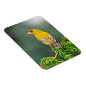 Gelber Vogel am Zweig Magnet (Rechte Seite)
