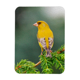 Gelber Vogel auf Niederlassung Magnet