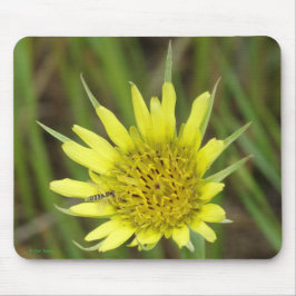 Gelber Ziegenbart der Wildblume-F41 Mousepad