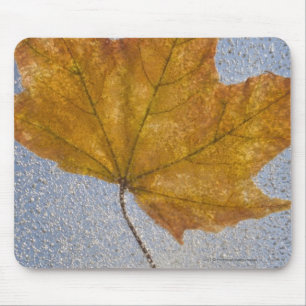 Gelbes Ahornblatt unter Wasser Mousepad