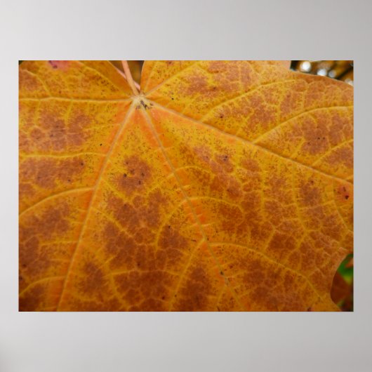 Gelbes Ahornblättern Herbst Abstrakte Natur Poster (Vorne)