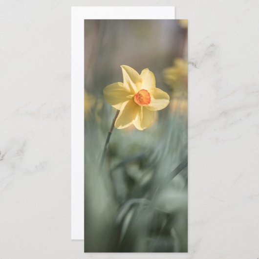 Gelbes Blossom Naturfotokarte (Vorne/Hinten)