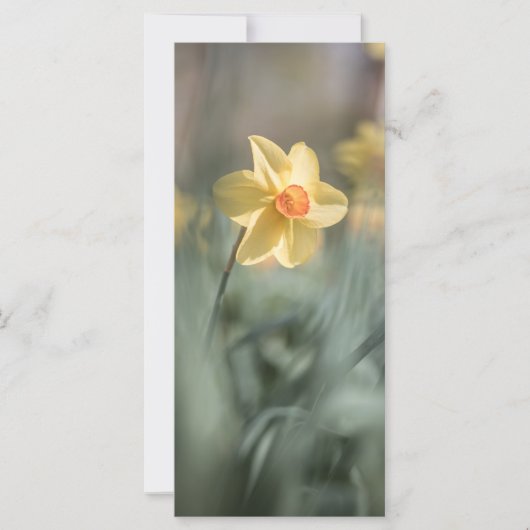 Gelbes Blossom Naturfotokarte (Vorderseite)