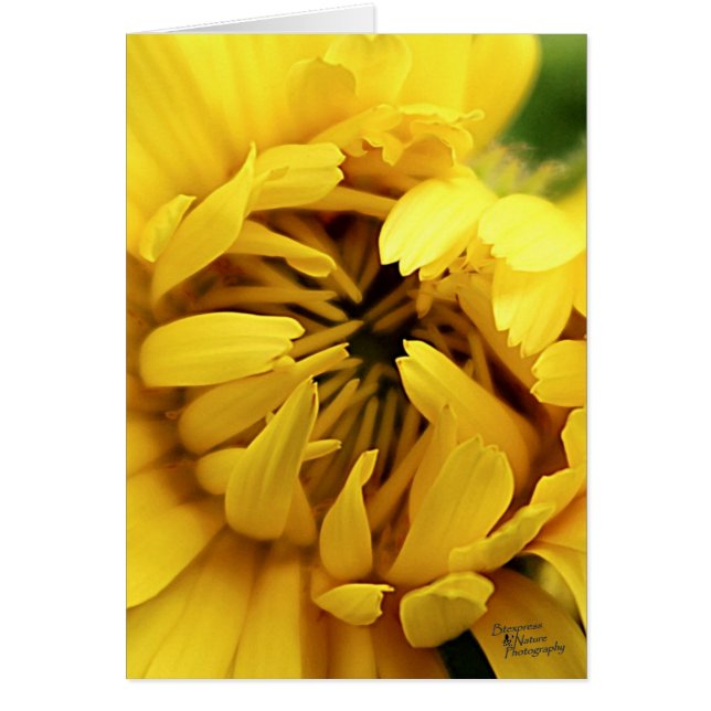 Gelbes Blut (5,0) (Vorne)