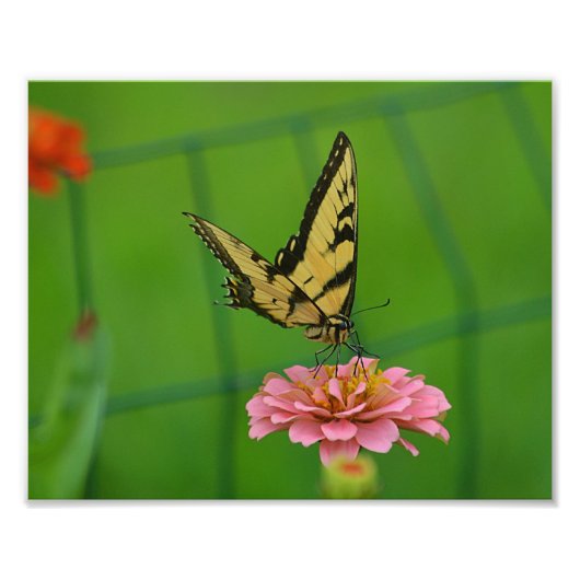 Gelbes Butterfly-Foto Fotodruck (Vorne)