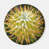 Gelbes Button Kissen Protea Blume Magnet (Vorne)