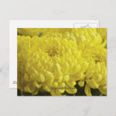 Gelbes Chrysanthemum-Makrofoto Postkarte (Vorne/Hinten)
