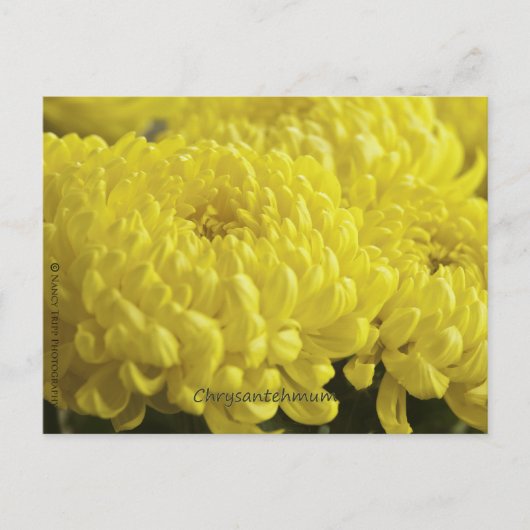 Gelbes Chrysanthemum-Makrofoto Postkarte (Vorderseite)