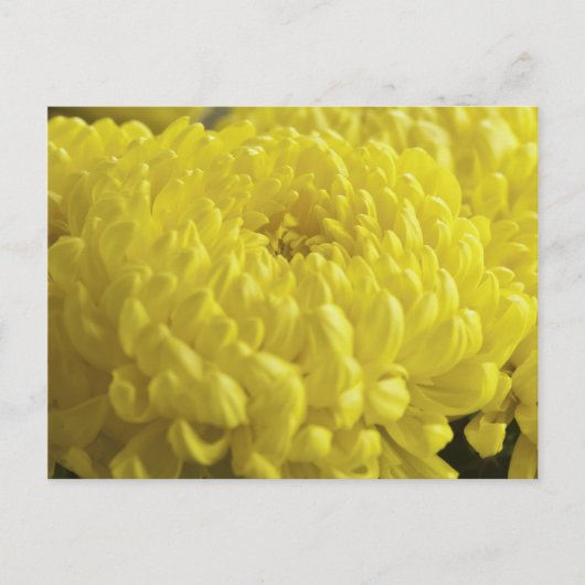 Gelbes Chrysanthemum-Makrofoto Postkarte (Vorderseite)