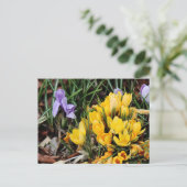 Gelbes Crocus-Foto mit grünem Akzent Postkarte (Stehend Vorderseite)