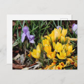 Gelbes Crocus-Foto mit grünem Akzent Postkarte (Vorne/Hinten)