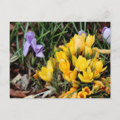 Gelbes Crocus-Foto mit grünem Akzent Postkarte (Vorderseite)