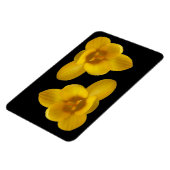 Gelbes Crocus Premium Magnet (Linke Seite)