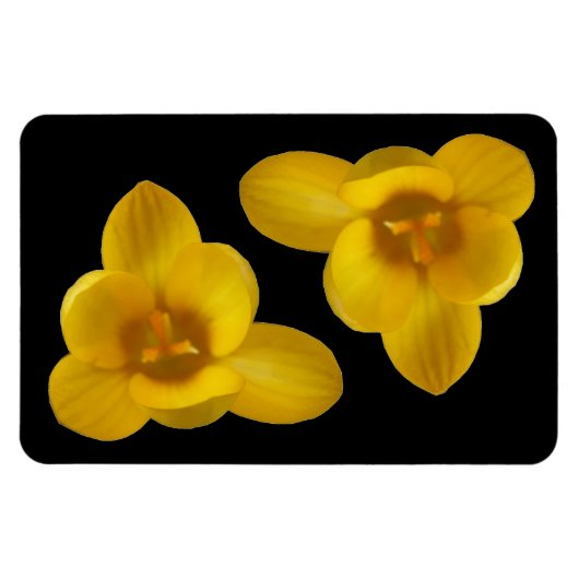 Gelbes Crocus Premium Magnet (Horizontal)