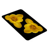 Gelbes Crocus Premium Magnet (Rechte Seite)