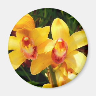 Gelbes Cymbidium Orchid Magnet