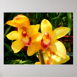 Gelbes Cymbidium Orchid Poster