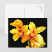 Gelbes Cymbidium Orchidee Postkarte (Vorne/Hinten)