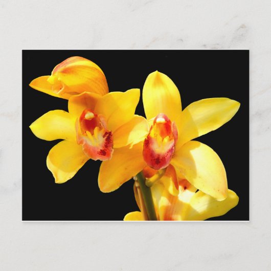 Gelbes Cymbidium Orchidee Postkarte (Vorderseite)