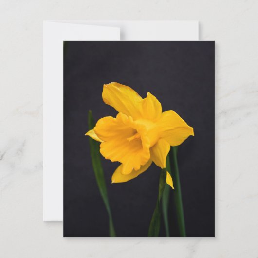 Gelbes Daffodil Feiertagskarte (Vorderseite)