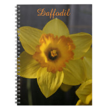 Gelbes Daffodil