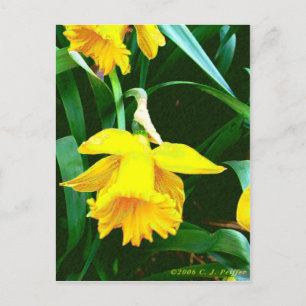 'Gelbes Daffodil' Postkarte