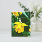 'Gelbes Daffodil' Postkarte (Stehend Vorderseite)