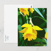 'Gelbes Daffodil' Postkarte (Vorne/Hinten)