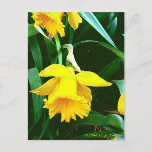 'Gelbes Daffodil' Postkarte (Vorderseite)