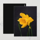 Gelbes Daffodil Postkarte (Vorne/Hinten)