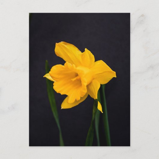 Gelbes Daffodil Postkarte (Vorderseite)