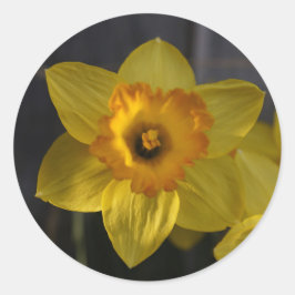 Gelbes Daffodil Runder Aufkleber