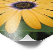 Gelbes Daisy-Foto Fotodruck (Ecke)