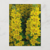 Gelbes Delphinium Perennale Blume Postkarte (Vorderseite)