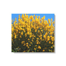 Gelbes Falsches Indigofisch / Wildes Indigofisch /