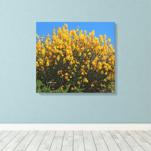 Gelbes Falsches Indigofisch / Wildes Indigofisch / Leinwanddruck (Insitu (Holzboden))