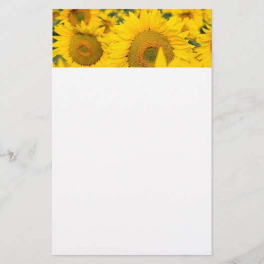 Gelbes Feld von Sonnenblumen Fotografie Briefpapier (Vorderseite)