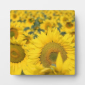 Gelbes Feld von Sonnenblumen Fotografie Fotoplatte (Vorderseite)