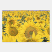 Gelbes Feld von Sonnenblumen Fotografie Geschenkpapier Set (Vorderseite)