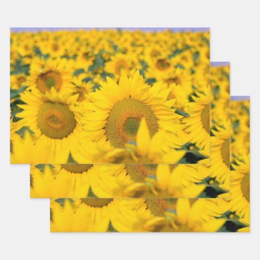 Gelbes Feld von Sonnenblumen Fotografie Geschenkpapier Set (Set)