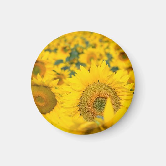 Gelbes Feld von Sonnenblumen Fotografie Magnet (Vorne)