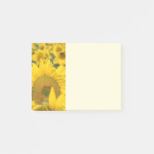 Gelbes Feld von Sonnenblumen Fotografie Post-it Klebezettel