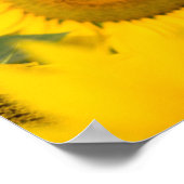 Gelbes Feld von Sonnenblumen Fotografie Poster (Ecke)