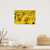 Gelbes Feld von Sonnenblumen Fotografie Poster (Küche)
