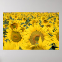 Gelbes Feld von Sonnenblumen Fotografie