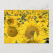 Gelbes Feld von Sonnenblumen Fotografie Postkarte (Vorderseite)
