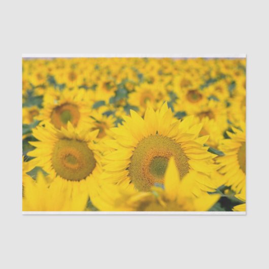 Gelbes Feld von Sonnenblumen Fotografie Seidenpapier (Vorderseite)