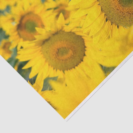 Gelbes Feld von Sonnenblumen Fotografie Seidenpapier (Ausschnitt)